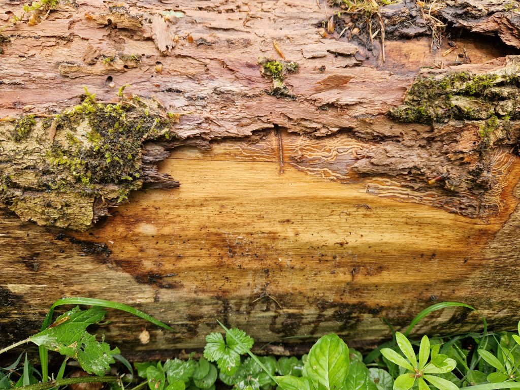 Käferzeichnungen auf einem Baumstamm unter einer Rinde