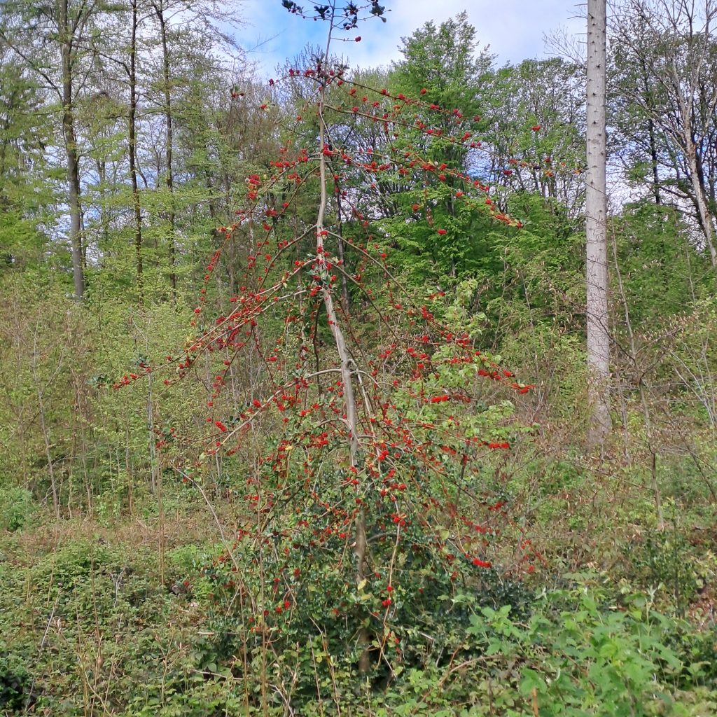 Bild einer Stechpalme ohne Blätter mit vielen Beeren mitten im Wald